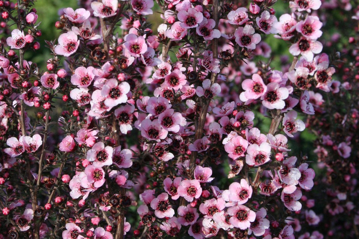 Leptospermum Wiri Sandra (3).jpg